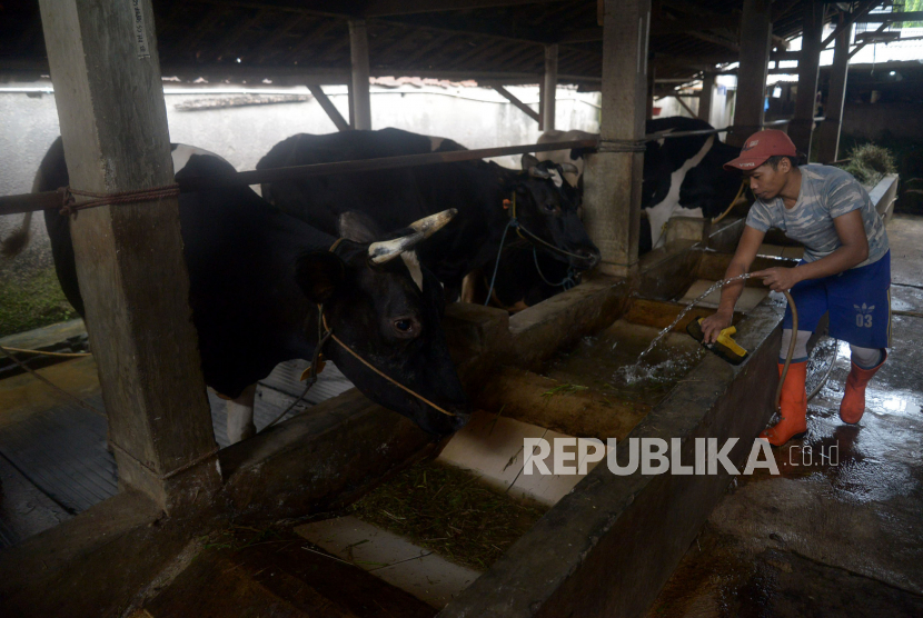 Pekerja membersihkan kandang sapi usai memerah susu sapi di perternakan sapi perah di kawasan Duren Tiga, Jakarta, Rabu (25/5/2022). Menurut pekerja isu terkait Penyakit Mulut dan Kuku (PMK) akhir-akhir ini tidak berpengaruh terhadap penjualan susu sapi, Hal ini dikarnakan perternakan sapi perah di tempat tersebut selalu rutin menjaga kesehatan sapi dengan mendatangkan Dokter. Saat ini harga susu di tempat tersebut di jual Rp 11.000 per liter.Prayogi/Republika.