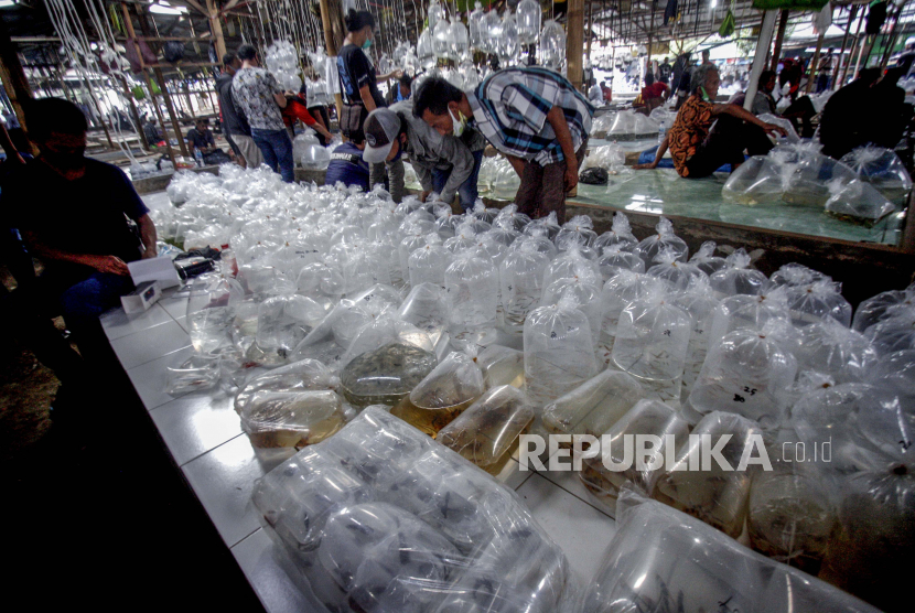 Pasar Ikan Hias Parung Bogor Terbesar Di Indonesia Republika Online