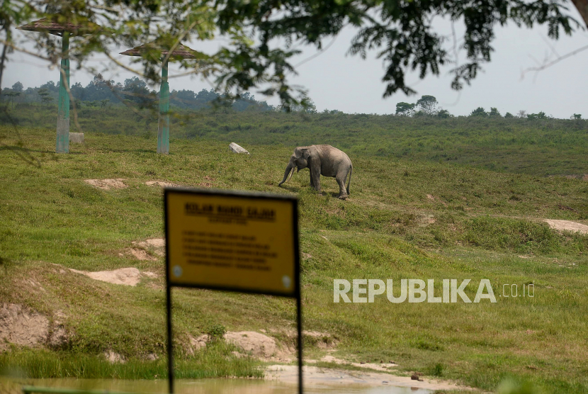 Seekor gajah berada di Taman Nasional Way Kambas (TNWK) Lampung Timur, Lampung, Jumat (15/10) (ilustrasi).