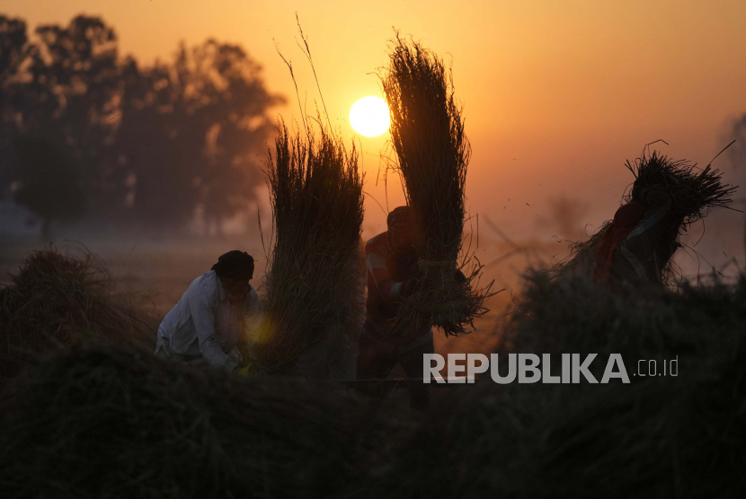 Petani India merontokkan tanaman gandum setelah panen dini hari di dekat wilayah perbatasan India-Pakistan di Ranbir Singh Pura, sekitar 35 kilometer (22 mil) selatan Jammu, India, Senin, 5 Desember 2022. Harga pangan dunia kembali turun pada Januari 2023.