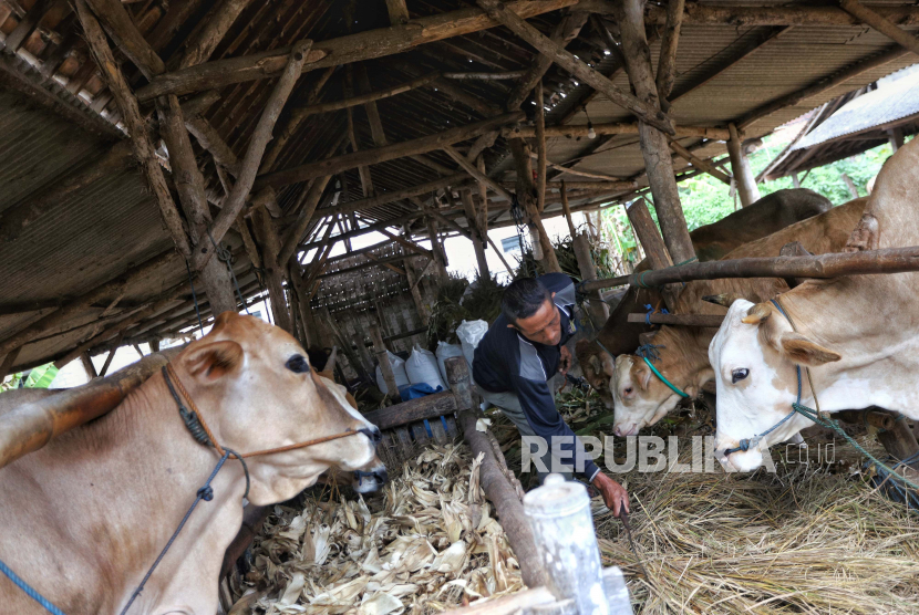 Peternak memberi makan sapi (ilustrasi). Dinas Pertanian Kabupaten Mukomuko, Provinsi Bengkulu, menyatakan di daerah ini belum ditemukan adanya ternak sapi, kerbau, dan kambing yang terserang penyakit mulut dan kuku (PMK).