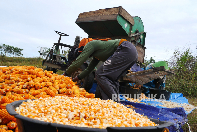 Pekerja merontokkan jagung usai panen di ladang petani Ayam Putih, Kebumen, Jawa Tengah, Selasa (5/10). Pemerintah hingga saat ini belum menetapkan harga pembelian 30 ribu ton jagung oleh Bulog. 