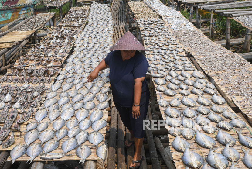 Warga menjemur ikan-ikan untuk diolah menjadi ikan asin di Muara Angke, Jakarta, Jumat (25/8/2023). 