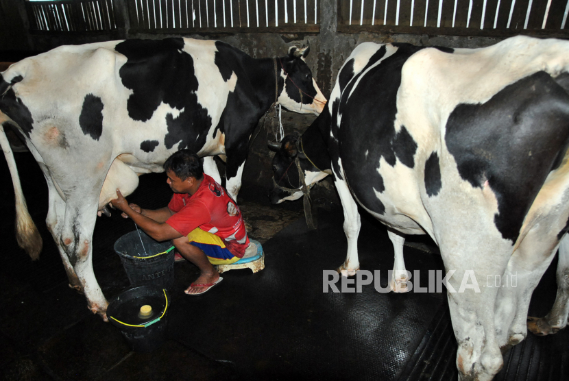 Pekerja memerah susu sapi di peternakan. ilustrasi