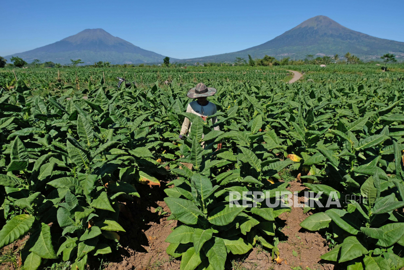 Petani merawat tanaman tembakau jenis Kemloko di persawahan desa Ketitang, Jumo, Temanggung, Jawa Tengah. (ilustrasi)