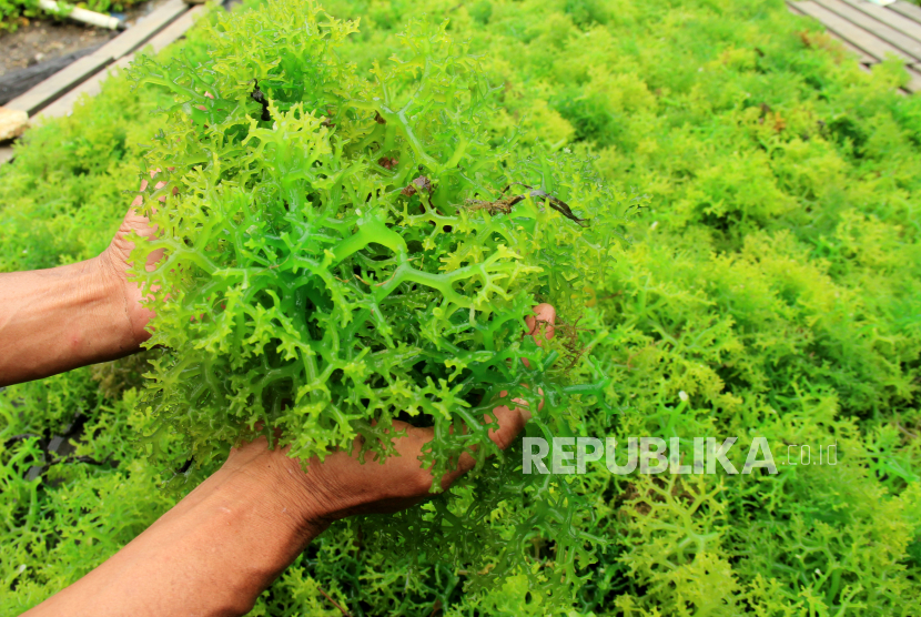 Jual Rumput Laut Kering Di Jakarta : Maybe you would like to learn more