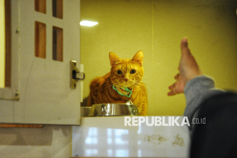 ermain dengan kucing (ilustrasi). Kucing tidak menangis akibat emosi seperti yang dilakukan manusia.