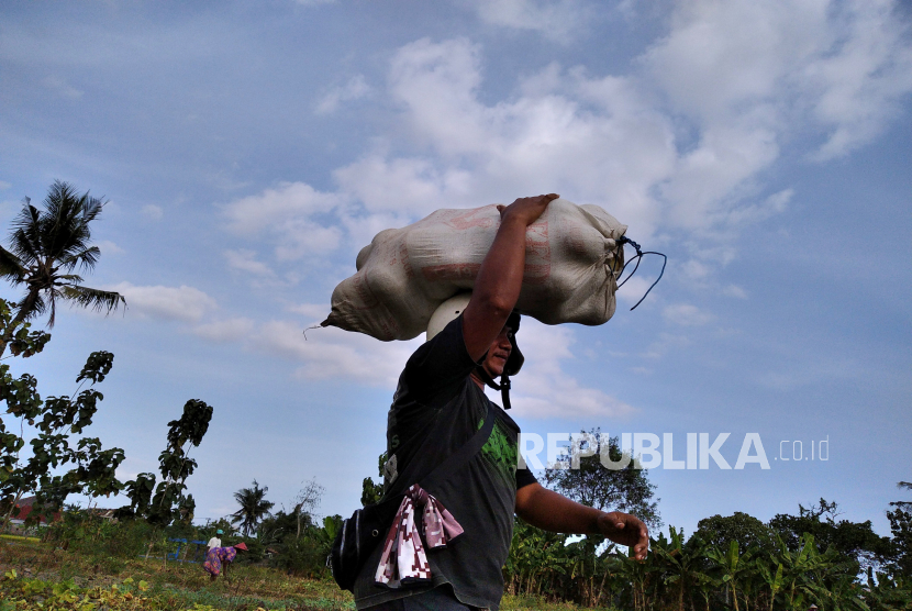Petani mengangkut hasil panen di persawahan Sewon, Bantul, Yogyakarta, Jumat (24/7). BMKG memprediksi cuaca siang hingga sore hari encapai 33 derajat Celcius.