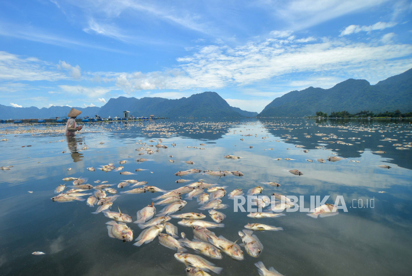 Nelayan menarik jala di antara ikan mati pada keramba jaring apung (KJA) di Danau Maninjau, Nagari Duo Koto, Kabupaten Agam, Sumatera Barat.