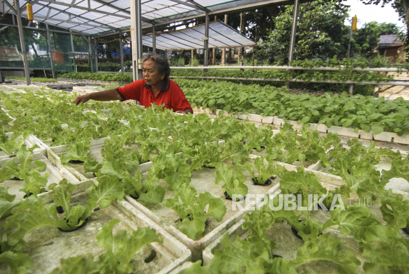 Petani merawat sayuran yang ditanam menggunakan metode Hidroponik di Taman Kaldera, Jatijajar, Depok, Jawa Barat, Ahad (7/6/2020). Pemerintah melalui Kementerian Pertanian (Kementan) menargetkan pembentukan 350 korporasi petani dalam hingga 2024