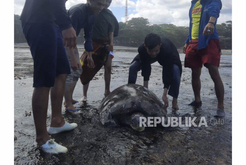 Seekor penyu hijau terdampar di Pantai Sindangkerta, Kecamatan Cipatujah, Kabupaten Tasikmalaya, Jawa Barat, Rabu (12/7/2023).