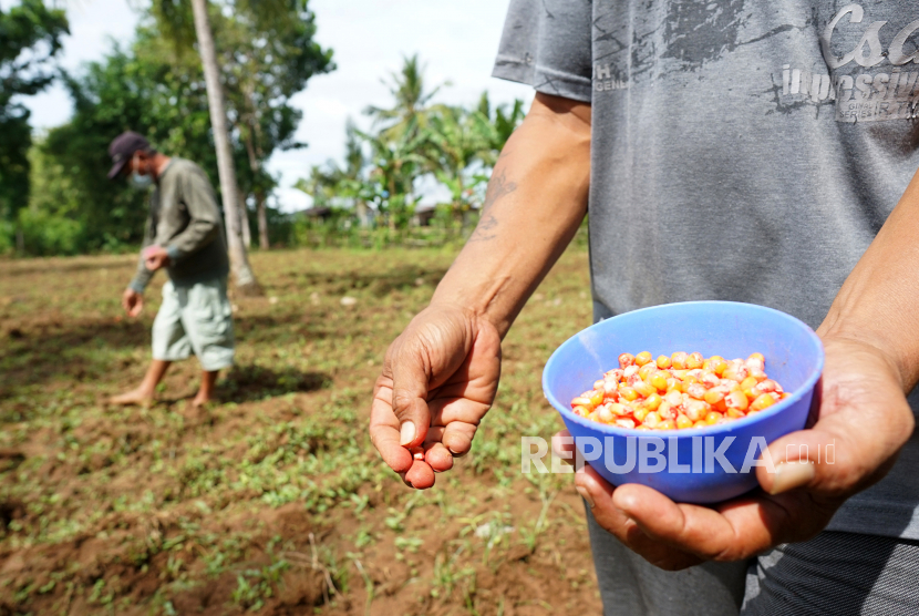 Dua petani menanam bibit jagung di lahan perkebunan Bulotalangi, Kabupaten Bone Bolango, Gorontalo, Selasa (26/1/2021). Dinas Pertanian Bone Bolango mendata daerah tersebut memiliki potensi luas lahan jagung mencapai 12.000 hektare seiring target peningkatan produksi komoditas ekspor unggulan Gorontalo itu. 