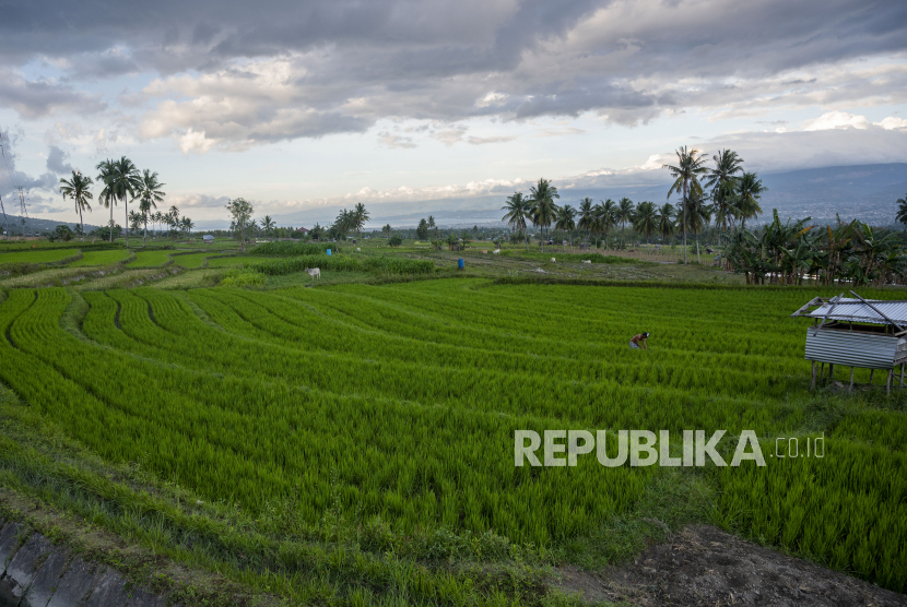 Petani menyiangi padi di Desa Porame, Sigi, Sulawesi Tengah, Kamis (9/12/2021). Kementerian Pertanian (Kementan) menargetkan produksi padi pada 2022 sebesar 55,2 juta ton atau sedikit lebih tinggi dari pencapaian produksi padi 2020 yang tercatat Badan Pusat Statistik (BPS) sebesar 54,65 juta ton atau setara beras 31,33 juta ton. 