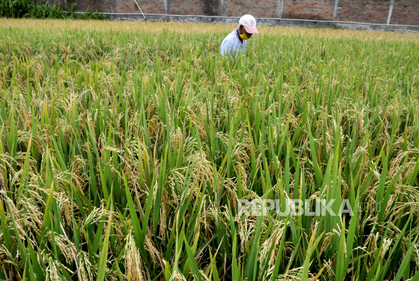 Petani memeriksa tanaman padi siap panen di persawahan Madukismo, Bantul, DI Yogyakarta.