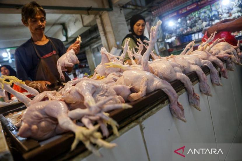 Harga Ayam Tembus Rp50.000/Kg, Pemprov Sumut Turunkan Tim Pantau Pasar