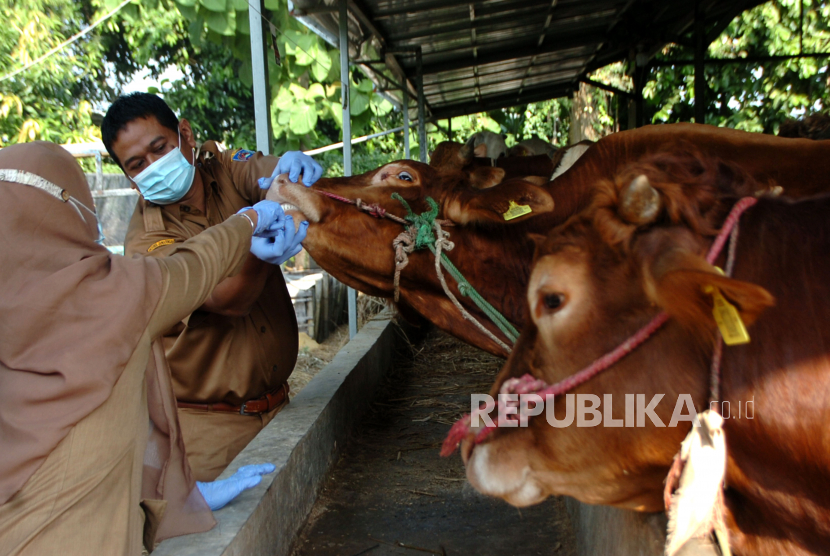 Petugas memeriksa gigi sapi saat pemeriksaan kesehatan hewan kurban di Desa Kemanggungan, Kabupaten Tegal, Jawa Tengah, Selasa (27/6/2023). Doa Menyembelih Hewan Kurban Idul Adha dan Tata Caranya