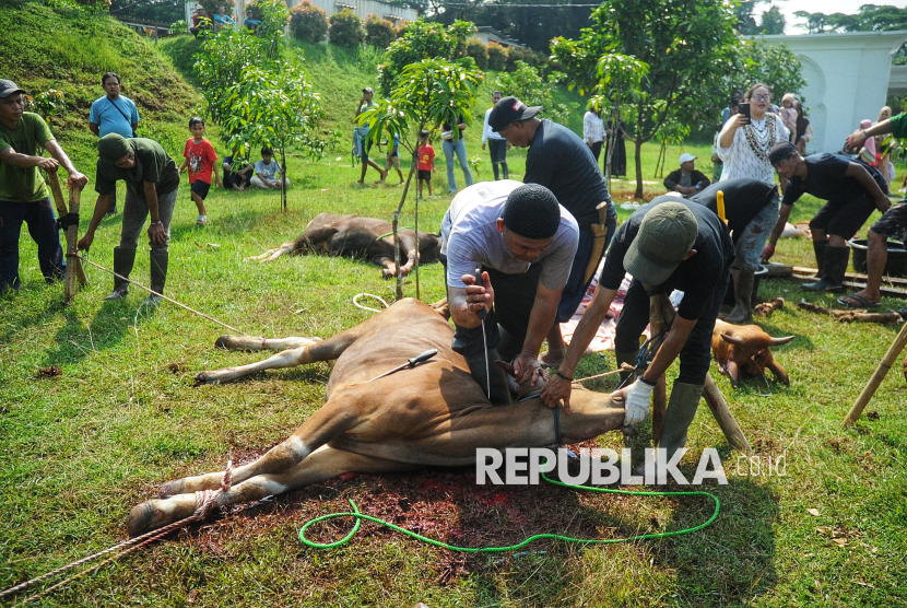 Idul Adha 1446 H, Sumbar Salurkan 49.500 Hewan Kurban Termasuk Sapi dan Kerbau