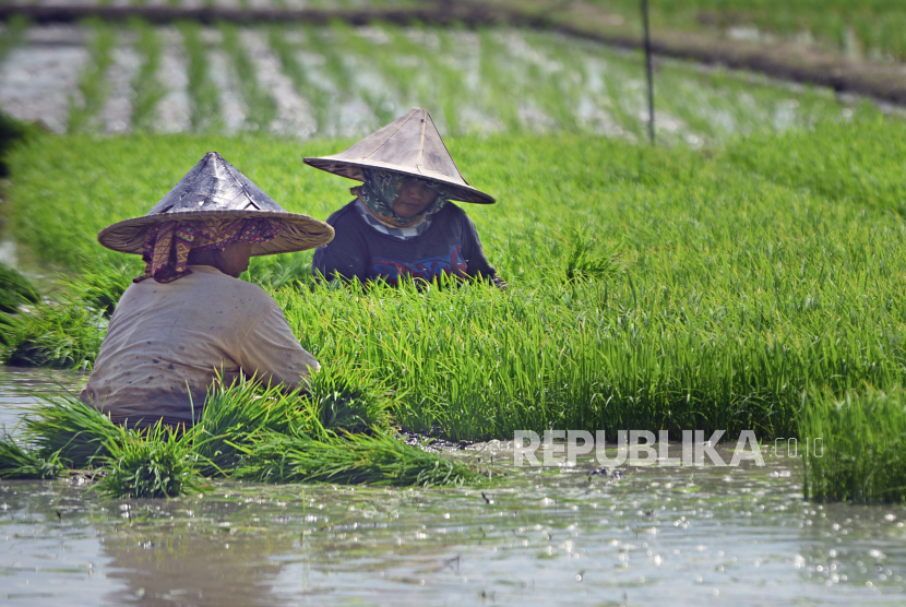 Petani mencabut benih padi untuk ditanam di area pesawahan (ilustrasi). Pemerintah pusat secara resmi meluncurkan program asuransi pertanian berbasis Area Yield Index (AYI) di Kabupaten Karawang, Jawa Barat. 