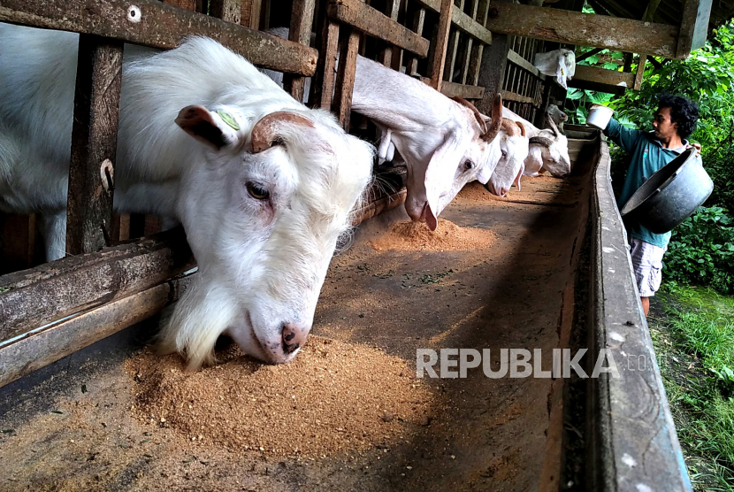 Peternak memberikan pakan kambing perah di Peternakan Kambing Perah KPP Pangestu, Kemirikebo, Sleman, DI Yogyakarta (ilustrasi) 