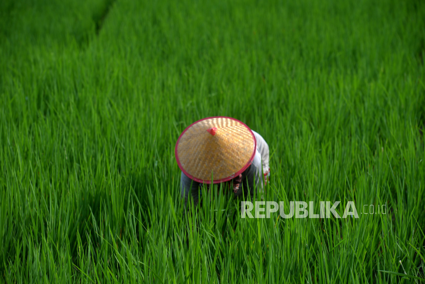 Petani membersihkan rumput atau matun pada lahan persawahan di Kulonprogo, Yogyakarta, Senin (31/10/2022). 