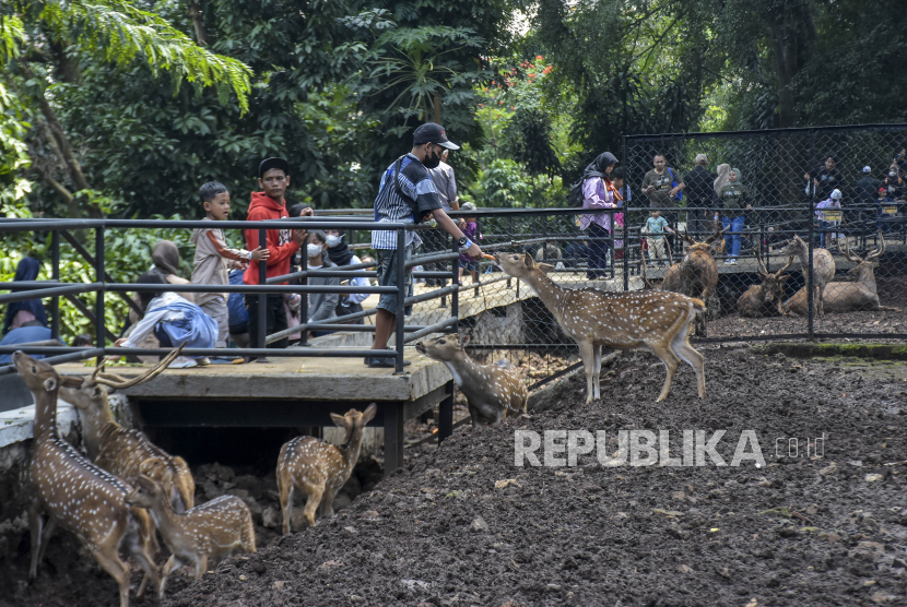 Pengunjung memberi pakan rusa di Bandung Zoological Garden, Kota Bandung, Jawa Barat.