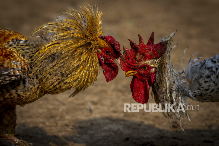 Sabung ayam (ilustrasi). Judi sabung ayam merupakan perbuatan haram. 