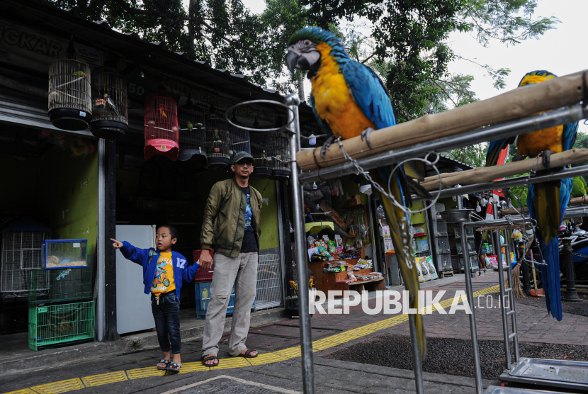 Pedagang beraktivitas di kios Pasar Hewan Barito, Jakarta, Ahad (3/7/2025). Sejumlah pedagang masih melakukan aktivitas jual beli di kios Pasar Barito meski Pemkot Jakarta Selatan telah menargetkan pengosongan kawasan tersebut pada hari ini. Hal tersebut dilakukan lantaran, belum jelasnya tempat relokasi bagi pedagang serta meminta waktu tambahan hingga lokasi baru disiapkan. Mayoritas pedagang mengaku tidak menolak rencana Pemprov DKI untuk di relokasi, namun mereka berharap dapat dipindahkan ke tempat yang layak untuk aktivitas jual beli hewan peliharaan. Kawasan tersebut rencananya akan dibangun proyek Taman ASEAN yang akan mengoneksikan tiga taman yakni Taman Ayodya, Taman Langsat, dan Taman Leuser.