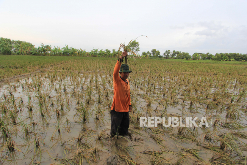 Petani mengamati sawahnya yang rusak akibat terendam banjir di desa Pengauban, Lelea, Indramayu, Jawa Barat, Ahad (14/2/2021). Badan Penanggulangan Bencana Daerah (BPBD) Indramayu mencatat sedikitnya 13.677 hektare lahan sawah di Indramayu rusak akibat terdampak banjir beberapa hari lalu.