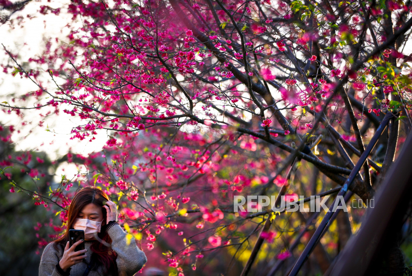  Seorang pengunjung mengambil foto di bawah bunga sakura di Taipei, Taiwan, 18 Februari 2021. Warna-warni mekar pohon sakura adalah daya tarik tahunan yang memikat penduduk dan turis ke taman kota, seperti yang terjadi tahun ini di tengah COVID-19 pandemi. 