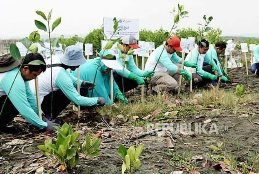 Penanaman bibit mangrove grup Pertamina.