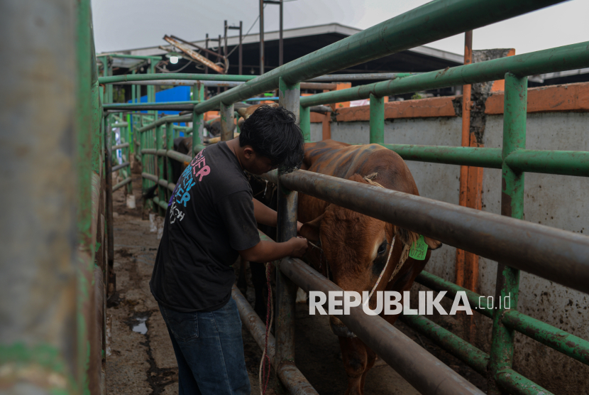Pekerja membawa sapi kurban untuk disembelih di Rumah Potong Hewan (RPH) Dharma Jaya Cakung, Jakarta Timur, Jumat (6/6/2025). Rumah Potong Hewan (RPH) Dharma Jaya tersebut mampu melayani pemotongan hewan kurban dalam sehari sebanyak 200 hingga 250 ekor sapi dengan infrastruktur yang memadai sesuai dengan standar kebersihan, kesehatan dan memenuhi syariat islam. Selain itu, RPH Dharma Jaya juga menurunkan sebanyak 100 petugas mulai dari tim RPH, juru sembelih halal hingga tim pengemasan. Perumda RPH Dharma Jaya menyiapkan sebanyak 1.241 ekor sapi kurban untuk memenuhi kebutuhan masyarakat pada hari raya Idul Adha 1446 Hijriah.
