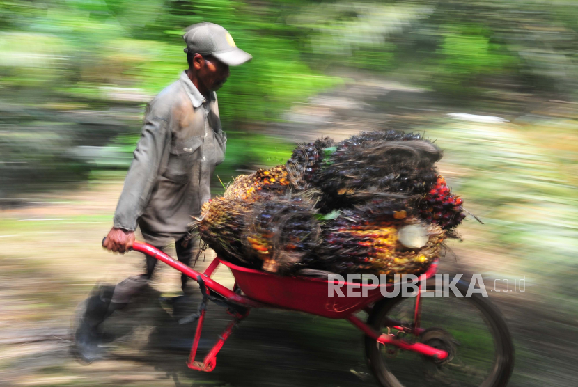 Pekerja mengangkut tandan buah segar (TBS) kelapa sawit di Muara Sabak Barat, Tajungjabung Timur, Jambi, Jumat (10/7/2020).