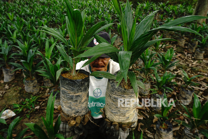 Petani merawat bibit kelapa sawit di Desa Bunde, Kecamatan Sampaga, Mamuju, Sulawesi Barat, Kamis (8/4/2021). Permintaan bibit kelapa sawit yang dijual Rp15.000 hingga Rp23.000 per pohon tersebut meningkat selama musim penghujan tahun ini. ANTARA FOTO/ Akbar Tado/yu/rwa.