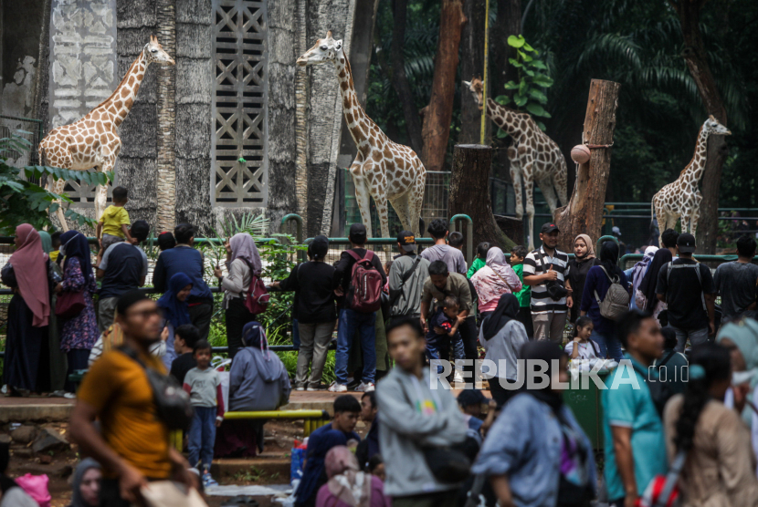 Pengunjung melihat jerapah saat berwisata di Taman Margasatwa Ragunan, Jakarta, Senin (25/12/2023). 