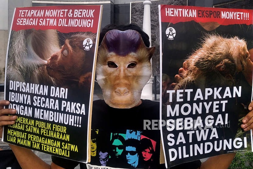 Aksi teatrikal dari Koalisi Primates Fight Back di Tugu Pal Putih, Yogyakarta, Selasa (31/1/2023). Aksi ini diadakan dalam rangka memperingati Hari Primata Indonesia. Mereka menyuarakan agar monyet dan beruk ditetapkan sebagai satwa dilindungi. Karena saat ini terjadi eksploitasi berlebihan terhadap monyet dan beruk di Indonesia.