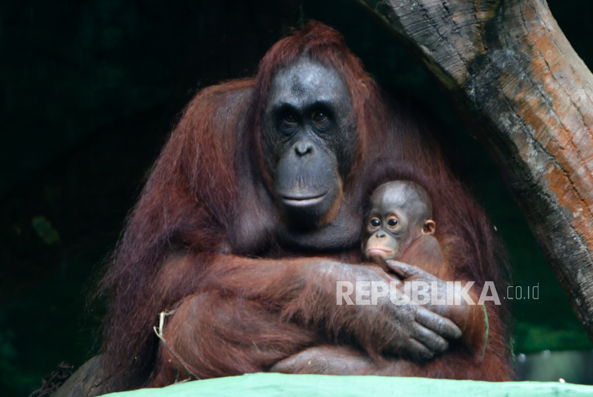 Bayi orangutan berusia delapan bulan, Mijon, didekap ibunya di Taman Safari Bogor, (ilustrasi).
