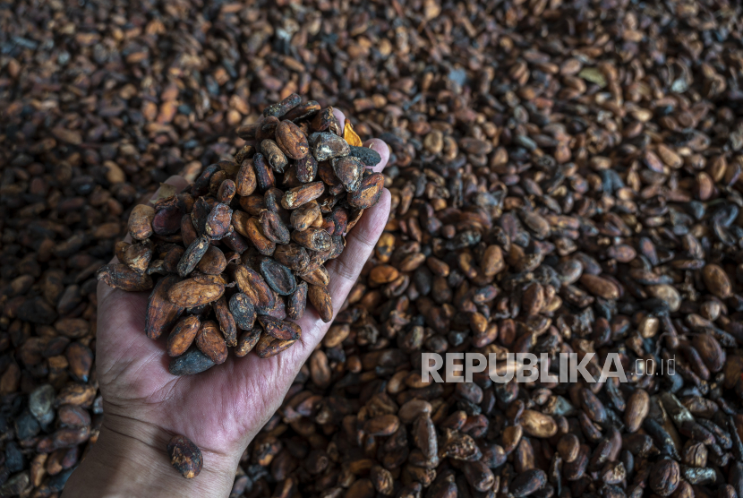 Pekerja menunjukkan biji kakao yang sedang dikeringkan. ilustrasi