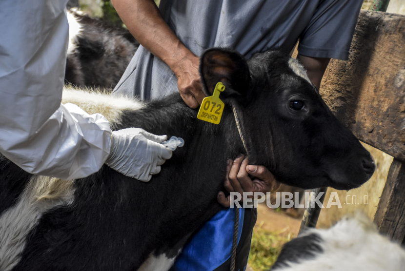 Petugas dari Dinas Ketahanan Pangan dan Pertanian (DKPP) Kota Bandung menyuntikkan vaksin penyakit mulut kuku (PMK) tahap kedua ke hewan ternak sapi di Jalan Raden Ganda, Kecamatan Cicendo, Kota Bandung, Senin (1/8/2022). (Ilustrasi)