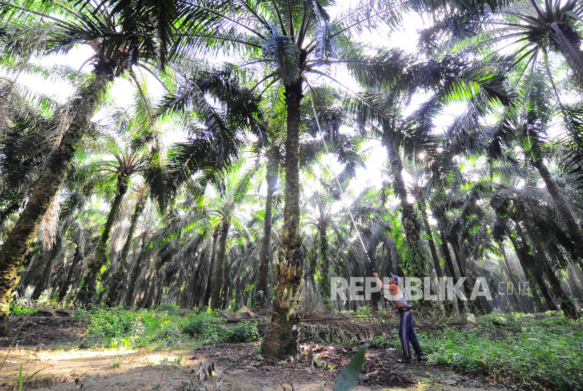 Pekerja memanen tandan buah segar (TBS) kelapa sawit, di Petajen, Batanghari, Jambi, Jumat (11/12/2020). 