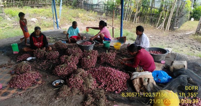 Akhirnya Warga Ronting Nikmati Panen Bawang 2 Ton Melalui DD FARM