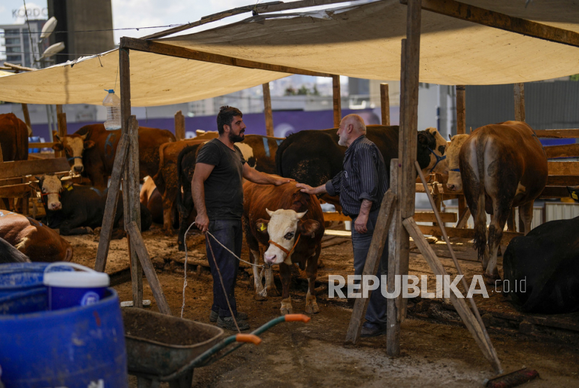 Seorang penjual (kiri) berbicara dengan klien untuk mendapatkan persetujuan atas seekor anak sapi di pasar terbuka pada Festival Kurban di Istanbul, Turki, Selasa, (27/6/2023).