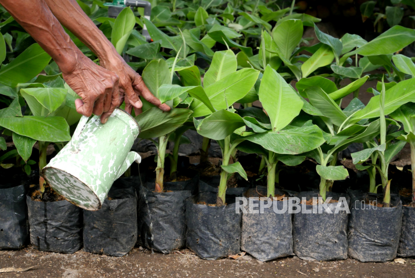 Lasiyo menyiram bibit pisang dengan pestisida alami di rumahnya, (ilustrasi). Kesadaran dan minat petani-petani di Indonesia untuk mulai beralih dari penggunaan pestisida kimiawi ke pestisida biologi, semakin meningkat. 