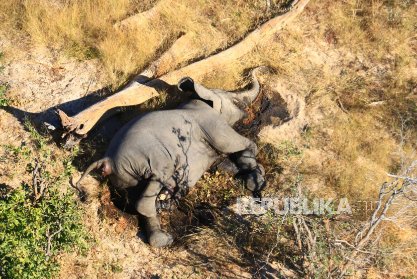  Foto udara dari bangkai salah satu dari sekitar 350 gajah yang telah ditemukan mati k