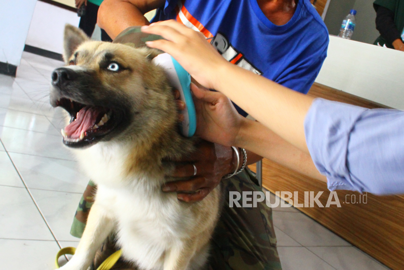 Petugas medis mengukur suhu tubuh seekor anjing dalam kegiatan vaksinasi rabies gratis di Puskeswan, Malang, Jawa Timur, Rabu (29/9/2021). Di Kalimantan Barat, 1.5000 kasus gigitan anjing terjadi sepanjang Januari-September 2022.