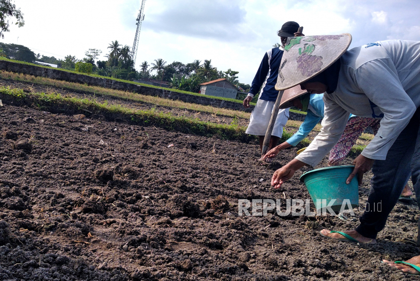 Petani menanam bibit kacang tanah (ilustrasi). Wakil Bupati Pati Saiful Arifin mendorong petani untuk memperluas areal tanaman kacang tanah. Alasannya sudah ada perusahaan yang mulai mengekspor ke sejumlah negara di dunia.