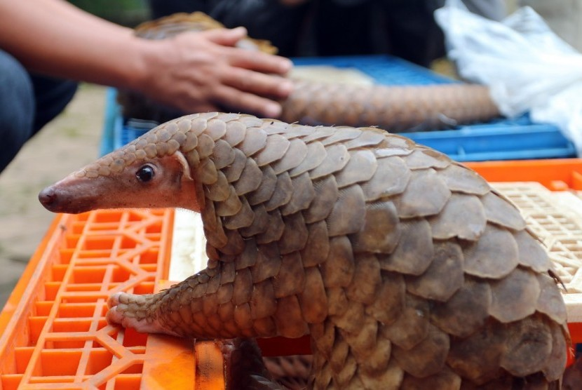 Trenggiling. Sisik trenggiling menjadi senjata makan tuan karena dipercaya memiliki banyak khasiat, seperti menambah vitalitas hingga menjadi bahan pembuat sabu-sabu. Foto: Republika.