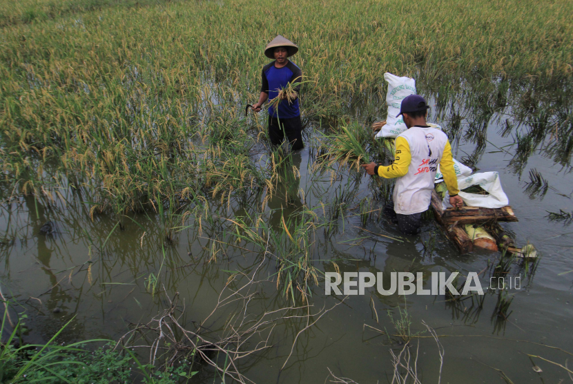 Petani memanen padi di areal sawah miliknya yang terendam banjir di desa Terusan, Kecamatan Sindang, Indramayu, Jawa Barat, Ahad (26/4/2020). Puluhan hektare lahan sawah di daerah tersebut rusak akibat banjir luapan sungai Cimanuk