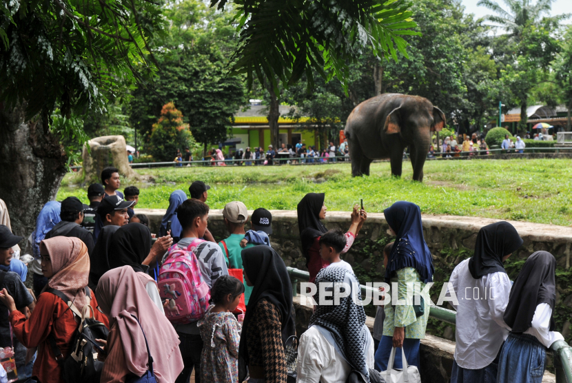 Pengunjung melihat hewan gajah di Taman Margasatwa Ragunan, Jakarta, Kamis (26/12/2024). Pada masa libur Natal dan Tahun Baru 2024-2025, jumlah pengunjung Taman Margasatwa Ragunan mengalami peningkatan hingga 40 persen, berdasarkan data dari Pusat Informasi per hari Kamis (26/12) pukul 12.00 jumlah pengunjung mencapai 21.000 dan diprediksi terus mengalami peningkatan hingga akhir tahun. Taman Margasatwa Ragunan menjadi salah satu destinasi favorit di Jakarta dengan harga tiket Rp4.000 untuk dewasa dan Rp3.000 untuk anak-anak.