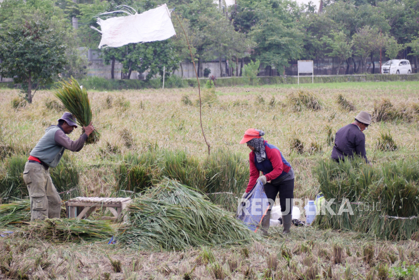 Warga memanen padi (ilustrasi). Produksi beras di sentra persawahan Desa Namang, Kabupaten Bangka Tengah, Provinsi Kepulauan Bangka Belitung pada 2022 mencapai rata-rata 3,6 ton/hektare.
