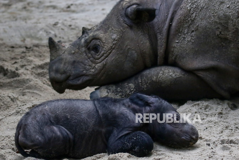 Seekor induk badak sumatra (Dicerorhinus sumatrensis) Ratu (23) menemani anaknya berjenis kelamin betina yang baru lahir di Suaka Rhino Sumatera, Taman Nasional Way Kambas (SRS TNWK), Lampung Timur, Lampung, Sabtu (30/9/2023). Bayi badak sumatra tersebut lahir dari hasil perkawinan badak jantan bernama Andalas dan badak betina bernama Ratu pada Sabtu (30/9) pukul 01.44 WIB di Suaka Rhino Sumatera Taman Nasional Way Kambas, Lampung.